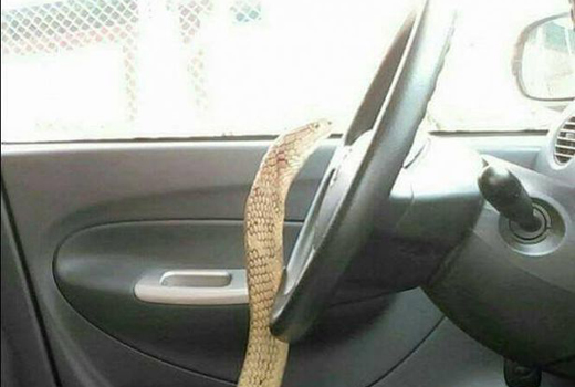 marries-snake 